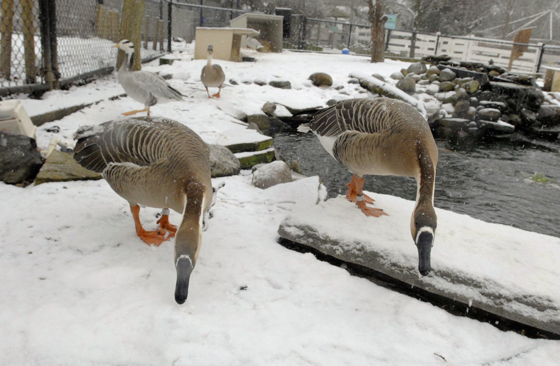 021320-blm-loc-5zoosnow